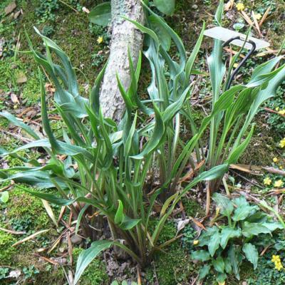 Hosta 'Tortifrons'